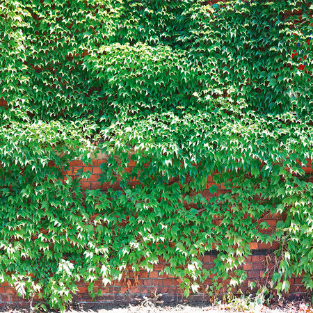 Photo wallpaper red brick wall overgrown with ivy

