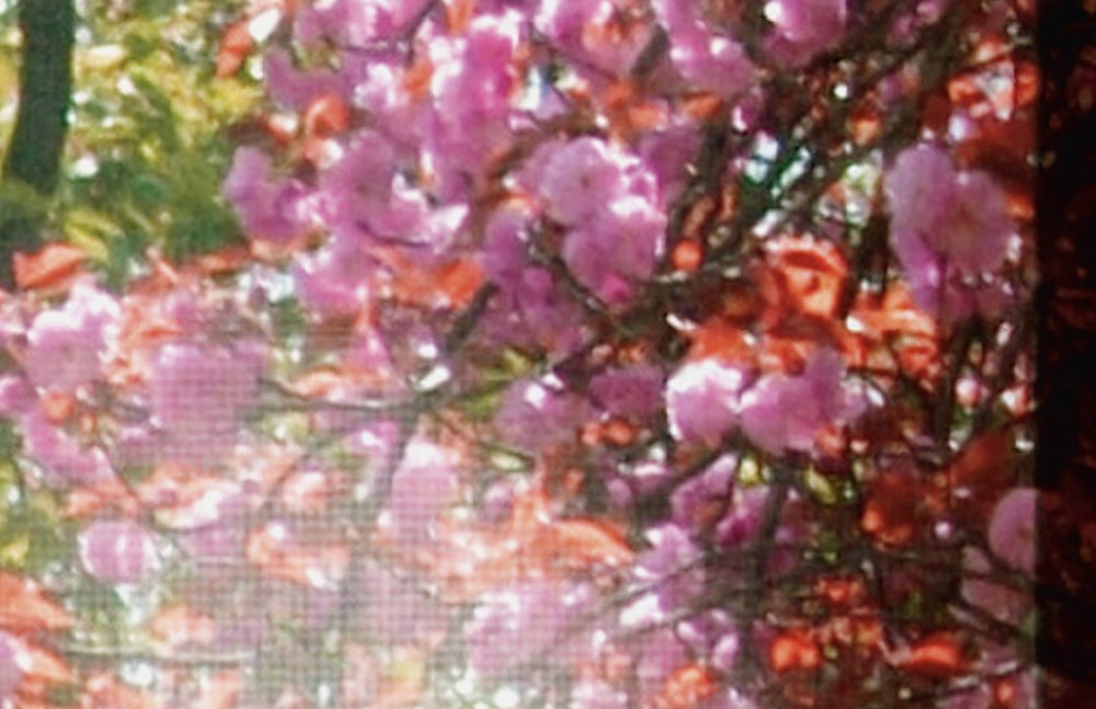             Orchard 1 - Photo wallpaper, Window with garden view - Green, Pink | Matt smooth fleece
        