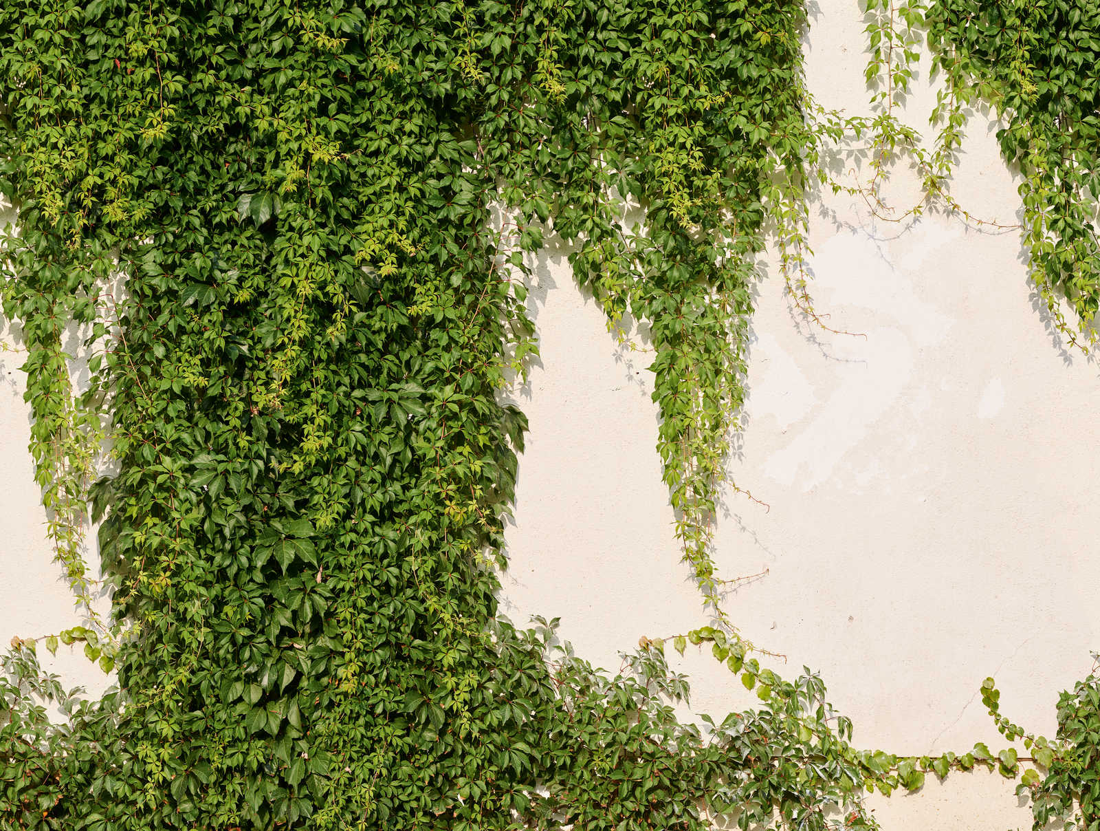             Vliesbehang Ivy muur in gedurfde kleuren - groen, crème
        