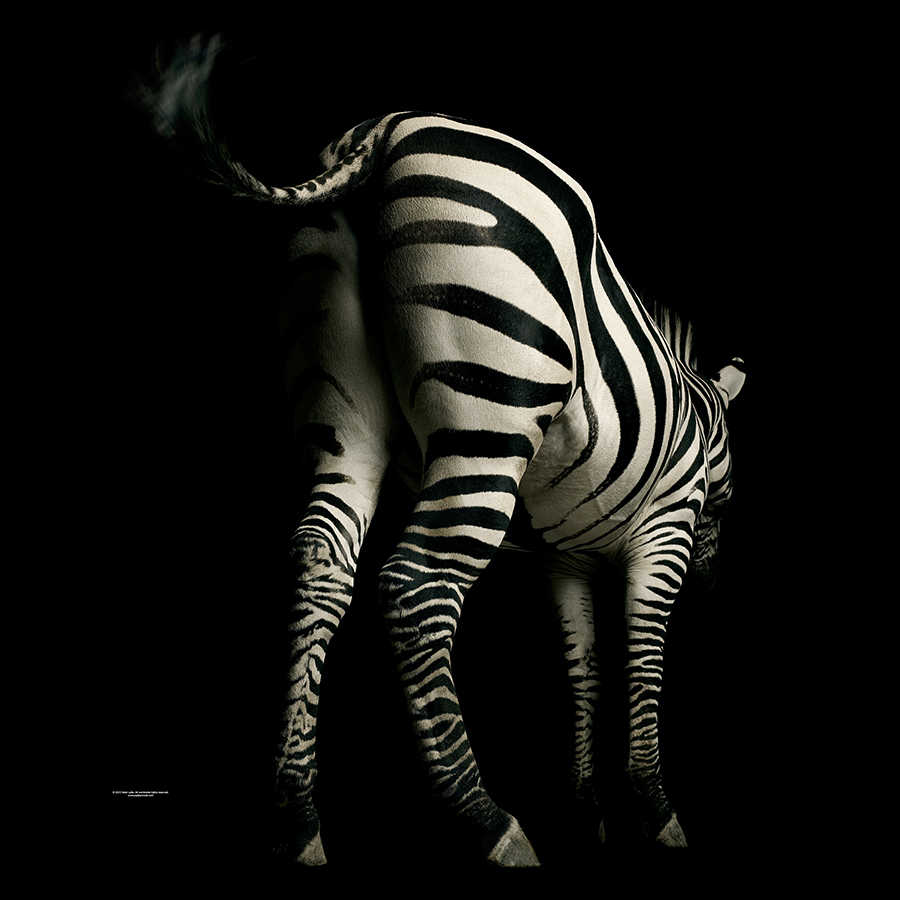 Zebra photo wallpaper against black background on premium smooth fleece
