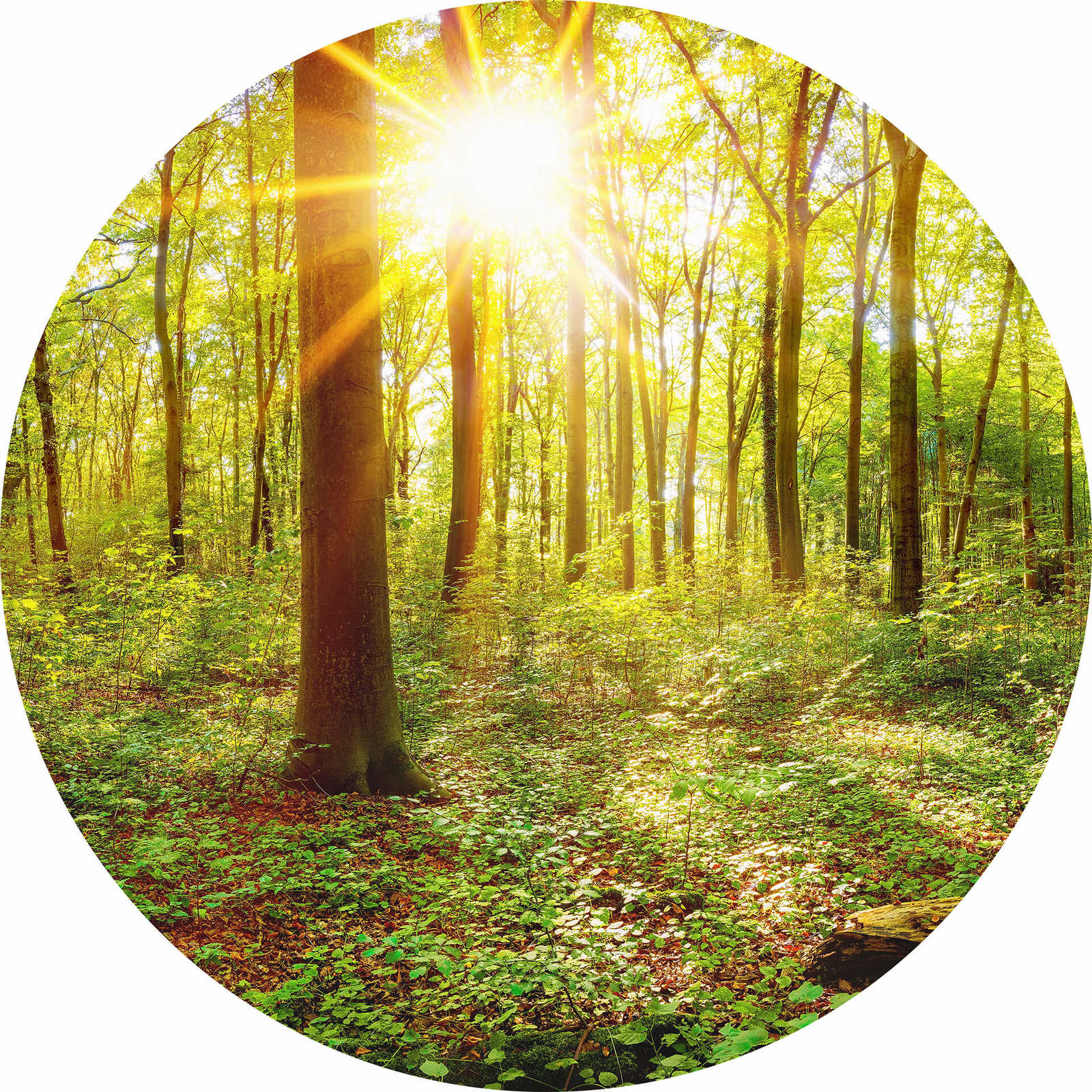         Photo wallpaper round sunny forest - green, brown
    
