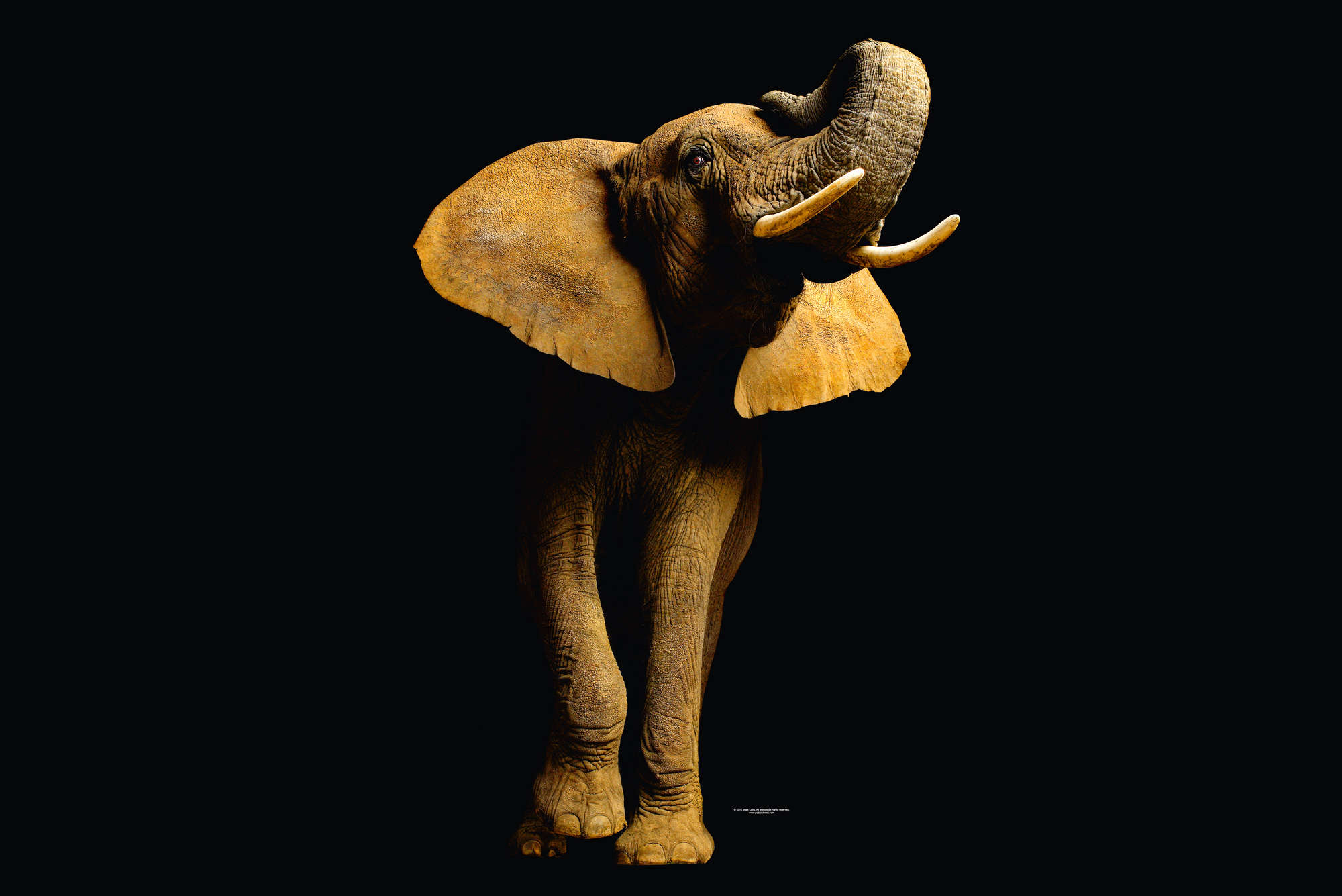             Elephant - animal portrait mural
        