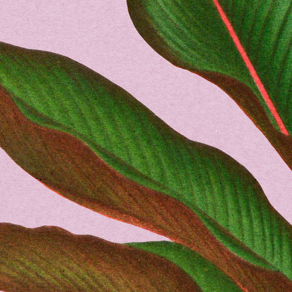             Leaf Garden 3 - Feuilles Papier peint rose avec feuille de fougère tropicale
        