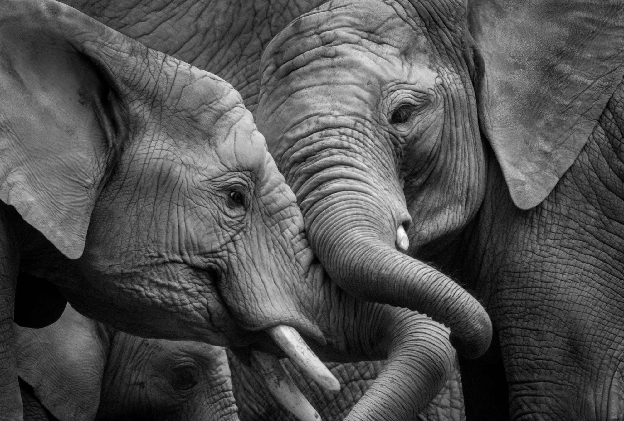             Fotomurali Elefanti - primo piano in bianco e nero
        