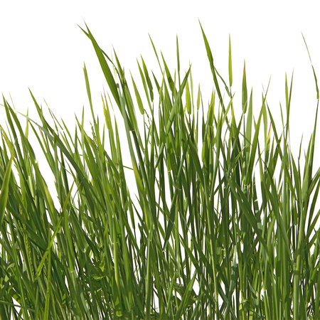 Papier peint panoramique Détail d'herbes avec fond blanc

