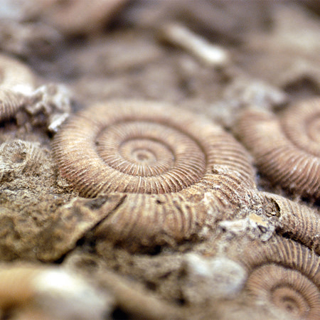         Fossils photo wallpaper fossilized primordial animals beach design
    