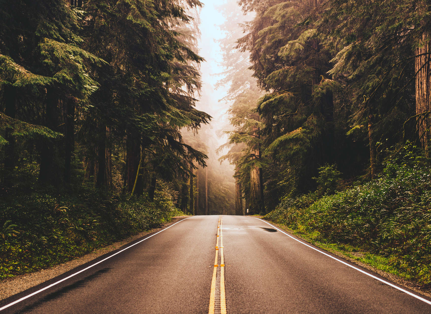             Photo wallpaper American Highway in the forest - brown, green, grey
        