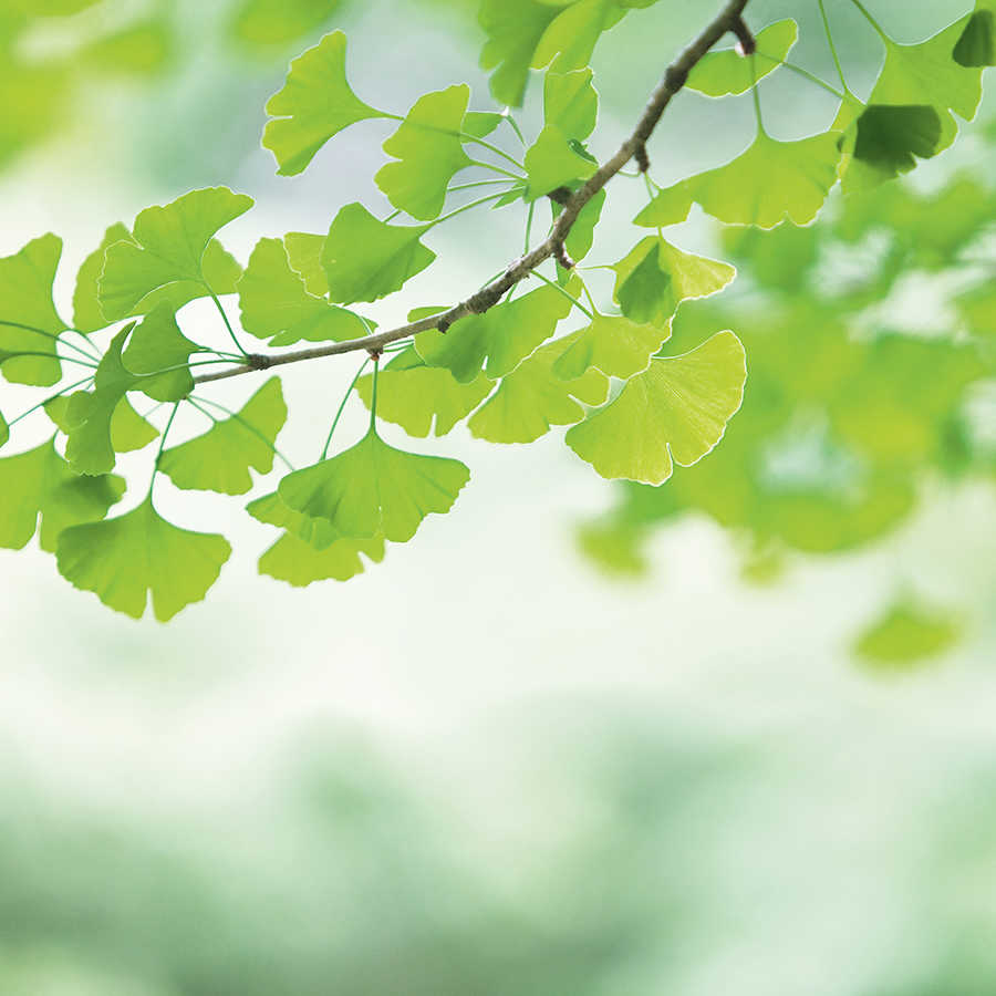 Ginkgo - mural leaf branch spring green
