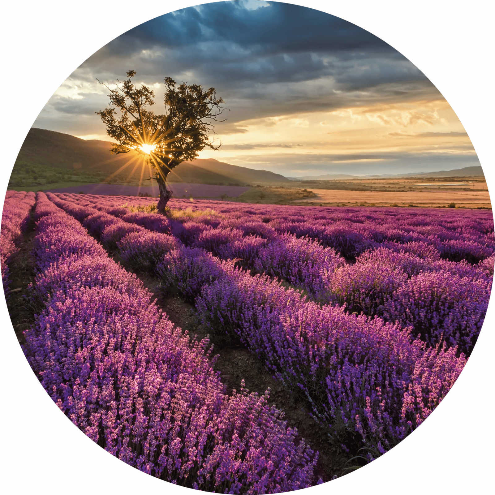         Photo wallpaper round lavender field in Provence
    