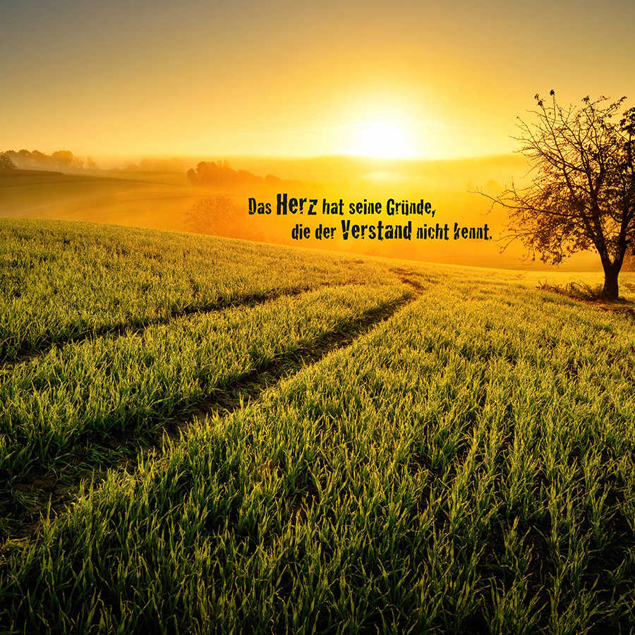 Photo wallpaper Field in the morning with lettering - Matt smooth non-woven
