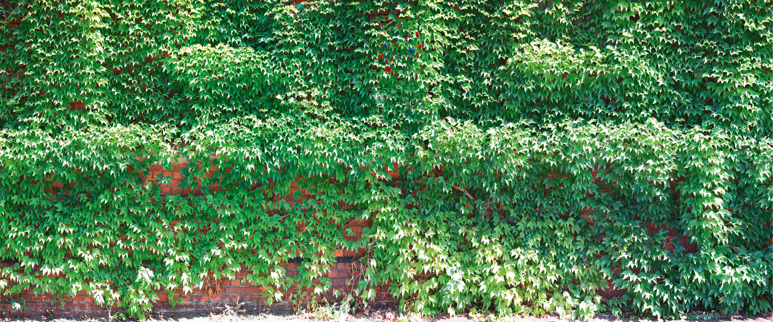             Photo wallpaper red brick wall overgrown with ivy
        