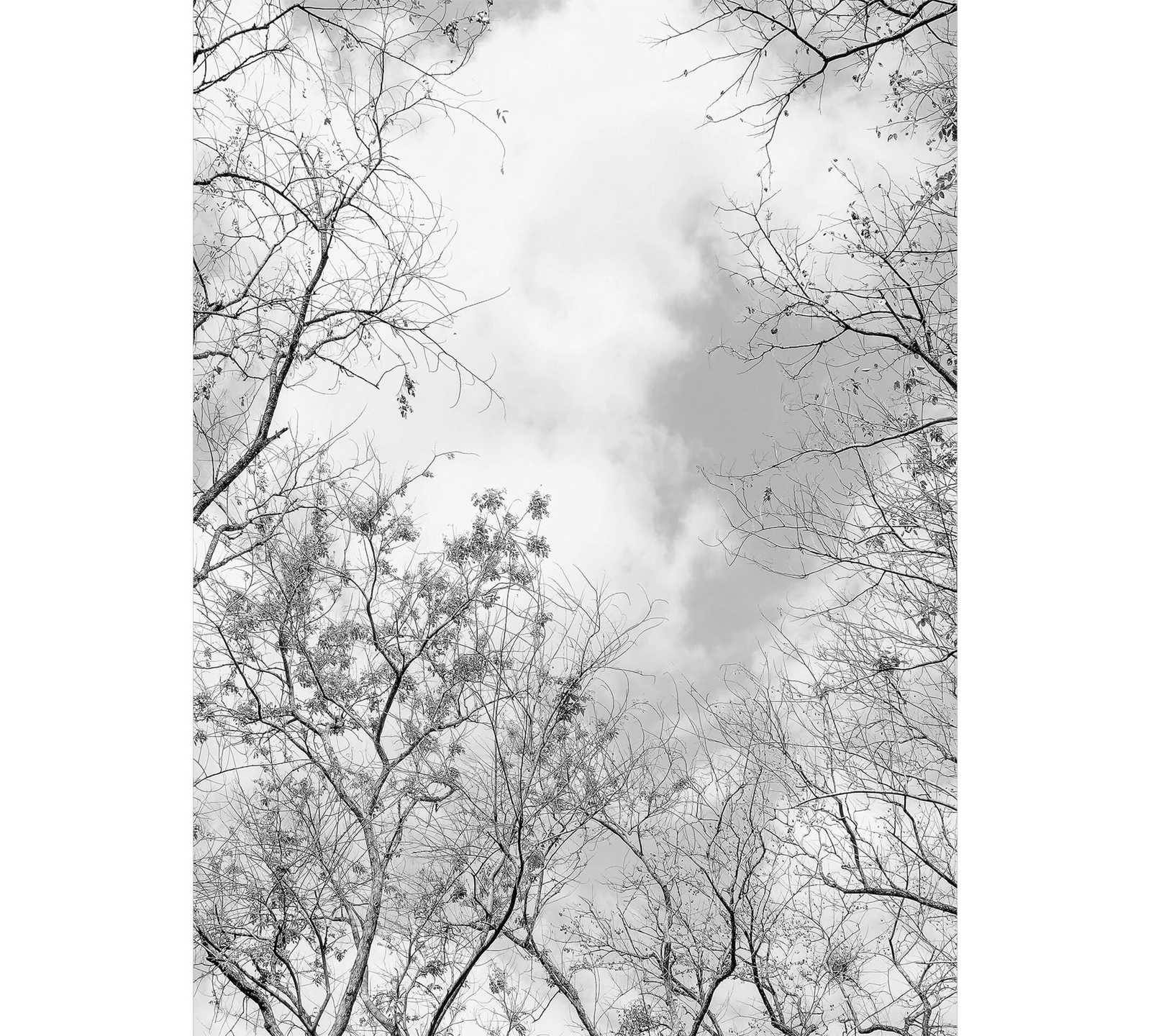         Black and white photo wallpaper trees & sky, portrait format
    