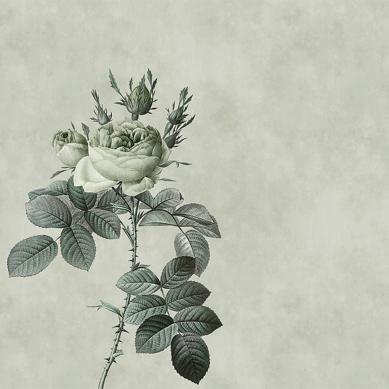         Pastel green photo wallpaper with rose in drawing style
    