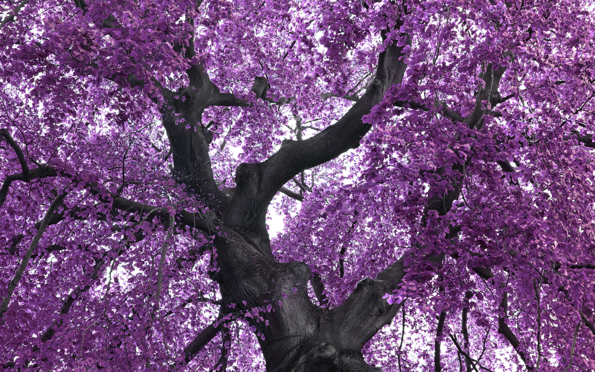             Digital behang boom met paarse boomtop - parelmoer glad vlies
        