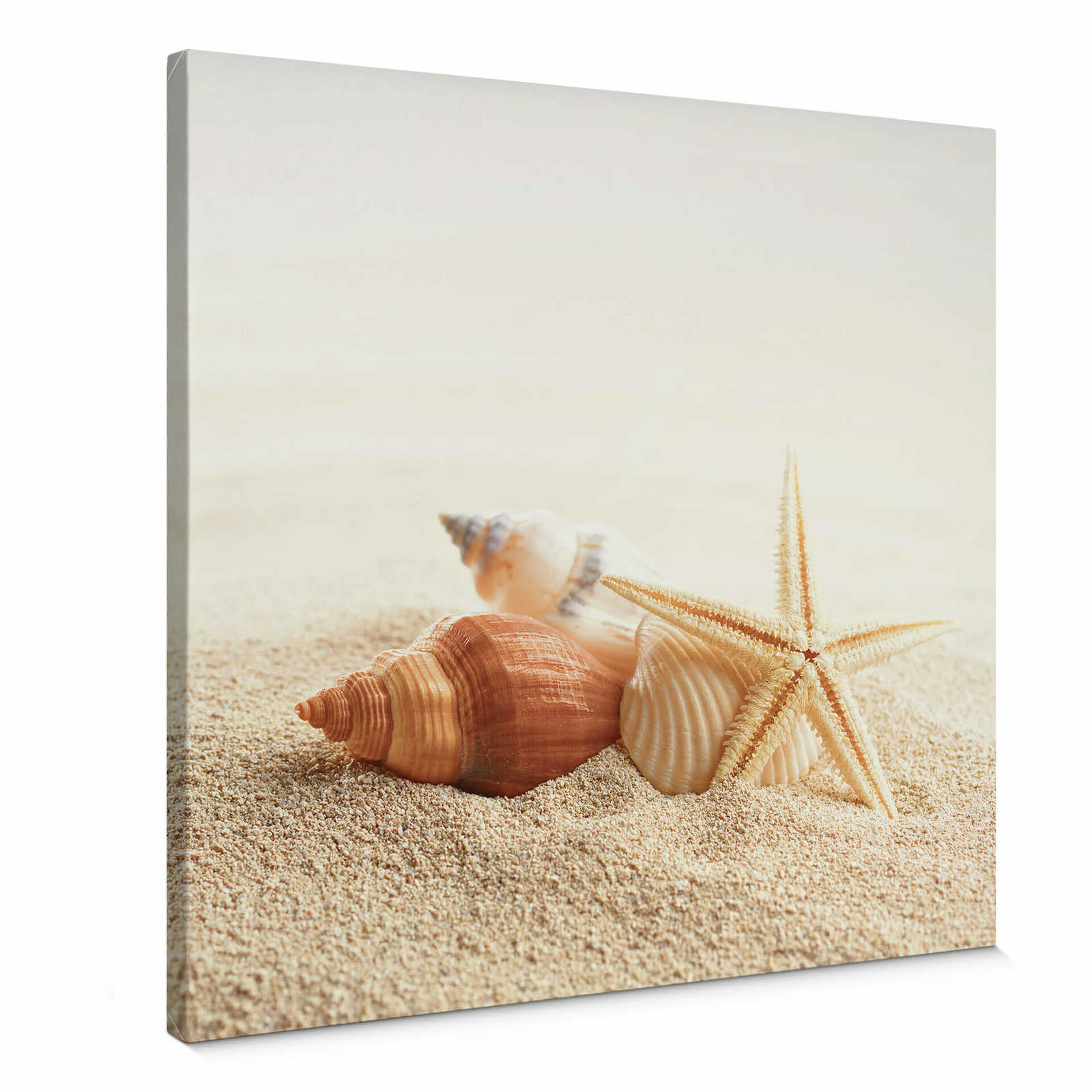         Square canvas picture starfish and shells
    