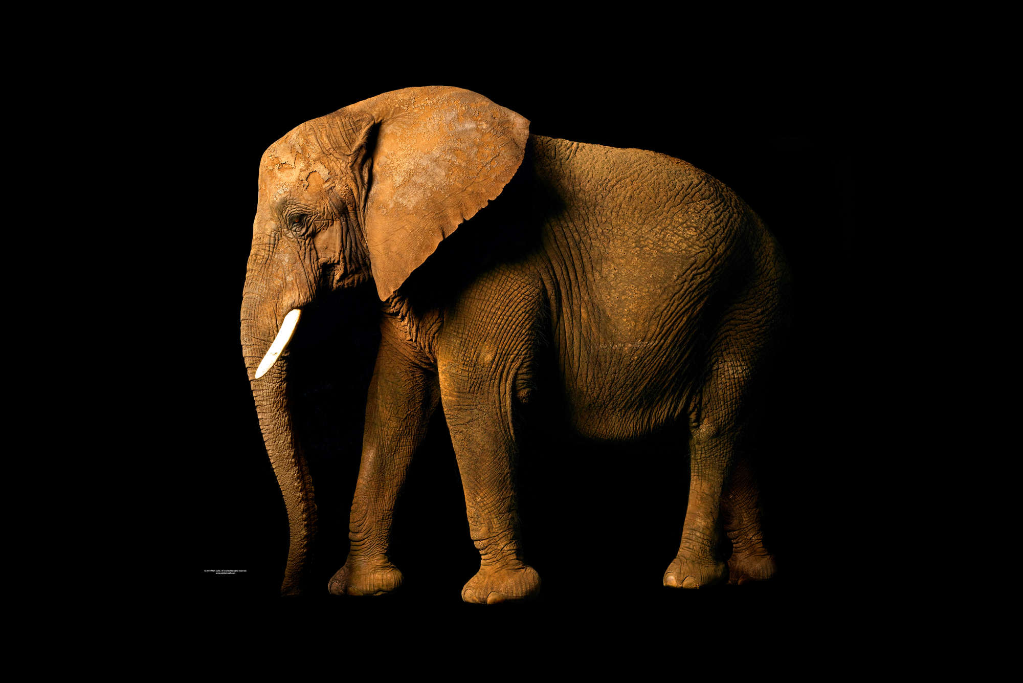             Elefante - papel pintado con retrato de animales
        