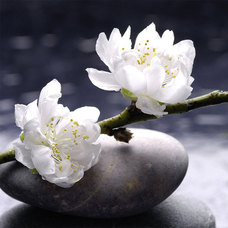 Photo wallpaper Wellness Stones with Blossoms - mother-of-pearl smooth fleece
