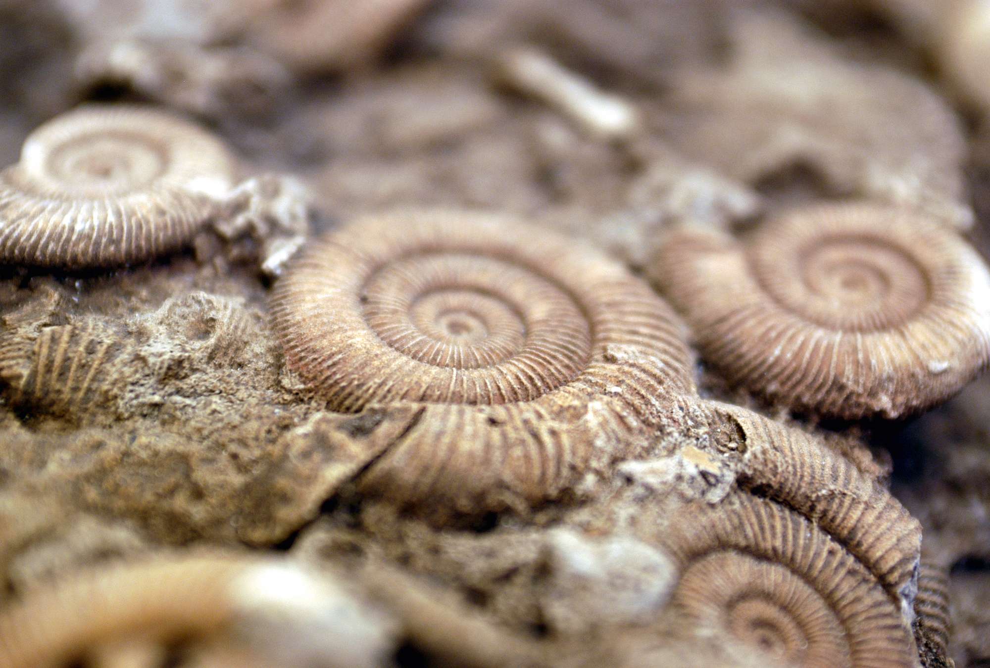             Fossielen fotobehang versteende oerdieren strand ontwerp
        