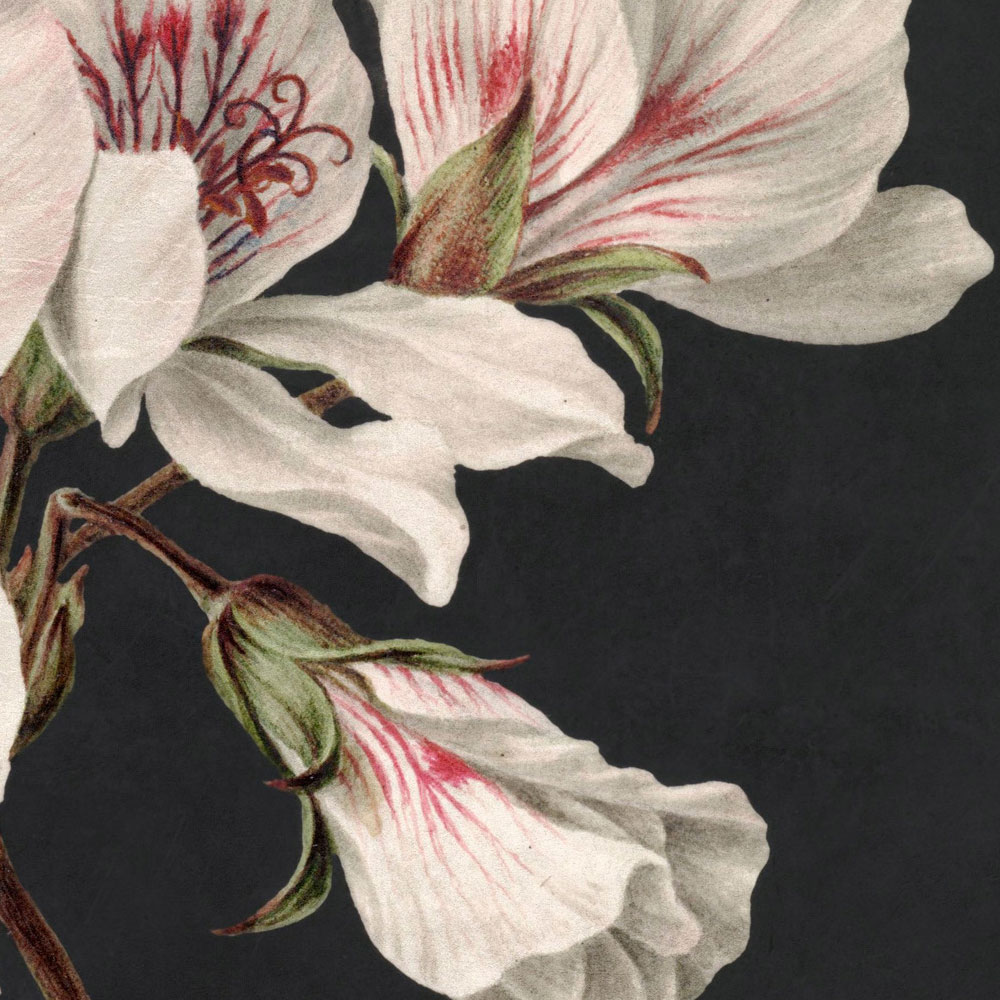             Giardino di mezzanotte 1 - Carta da parati nera con giglio in fiore in stile pittura
        