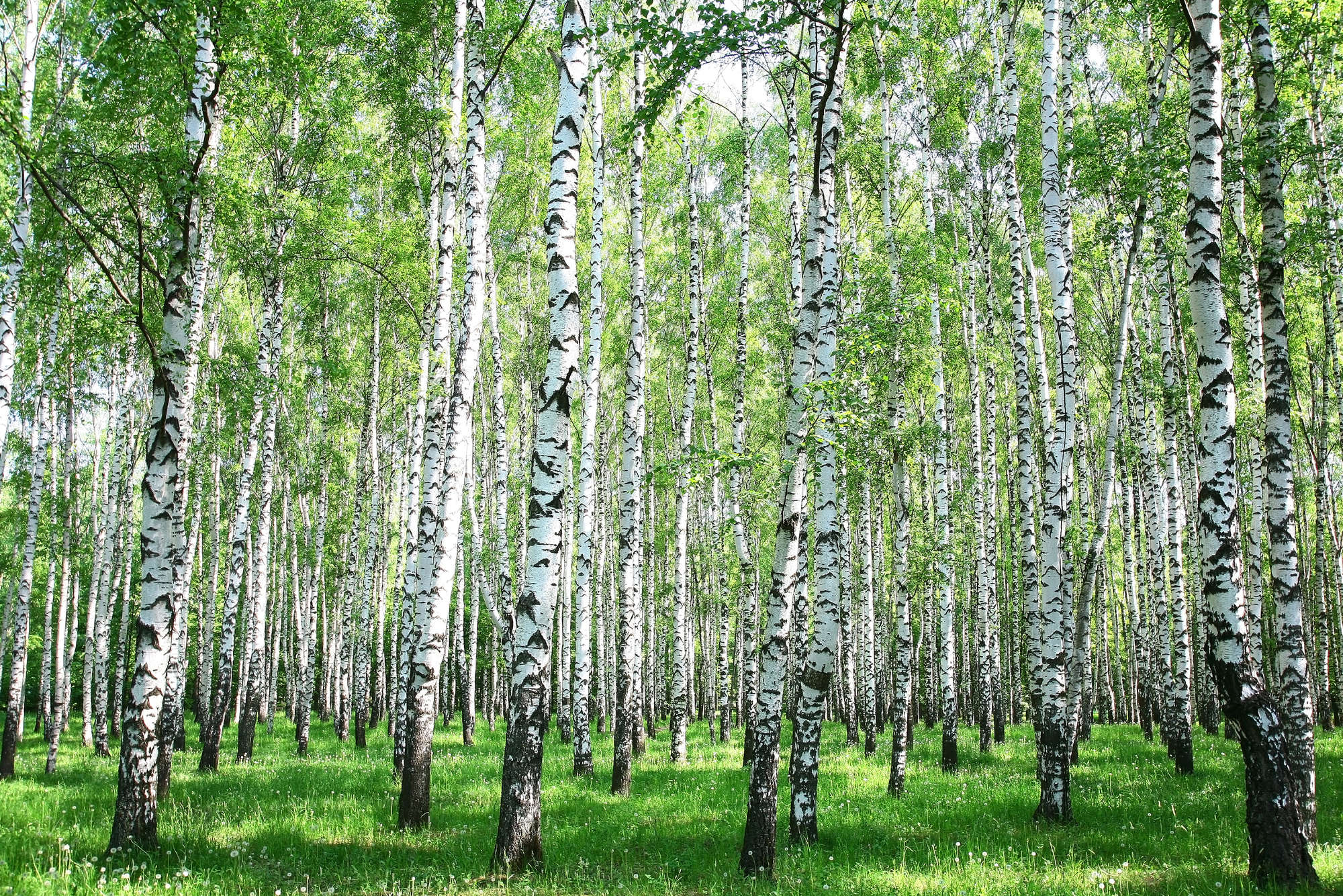             Papier peint nature forêt de bouleaux motif sur intissé lisse premium
        