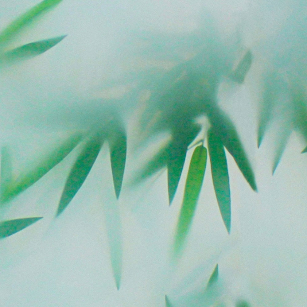             Panda Paradise 1 - Papel pintado de bambú Hojas verdes en la niebla
        