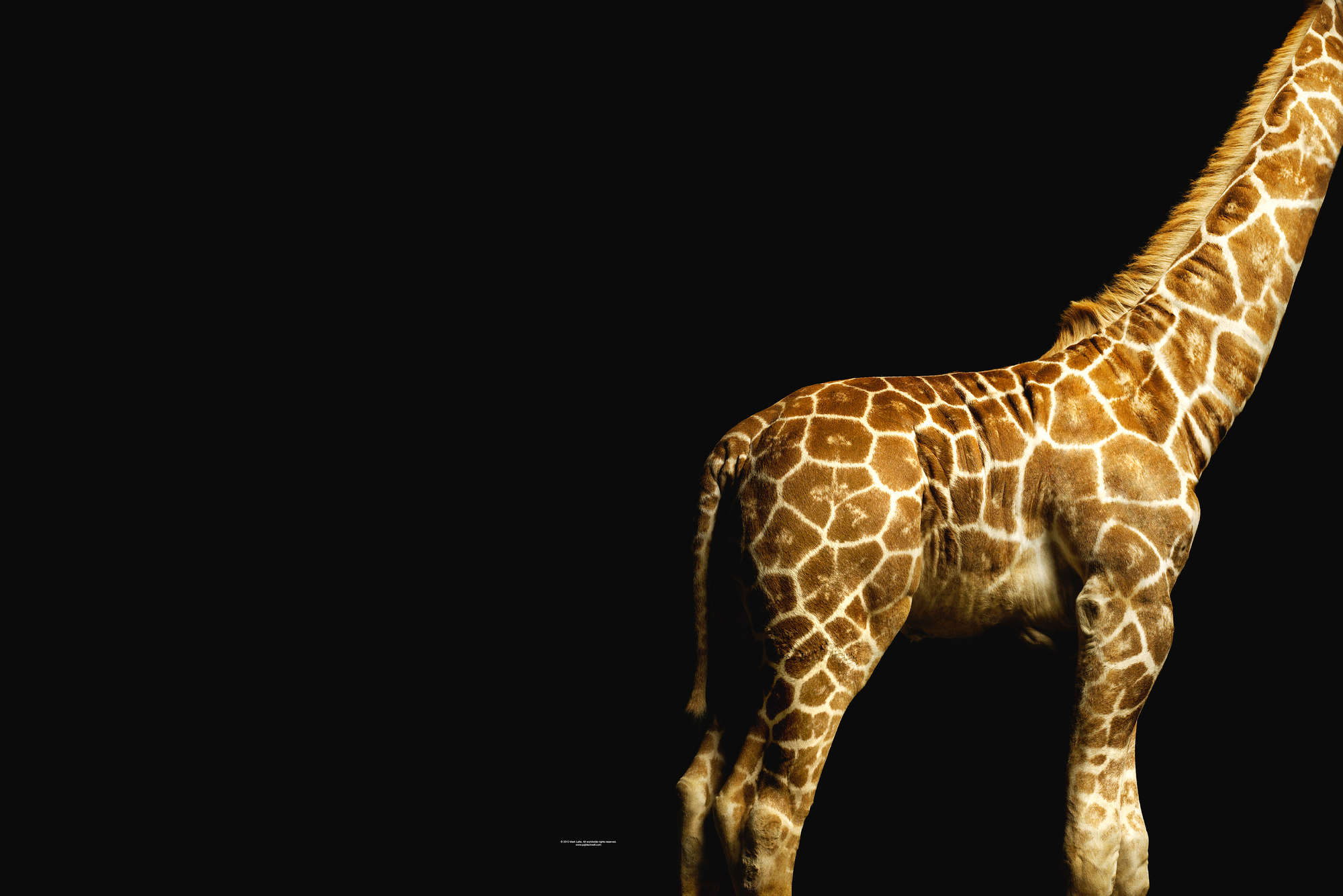            Corpo di giraffa - Carta da parati con ritratto animale
        