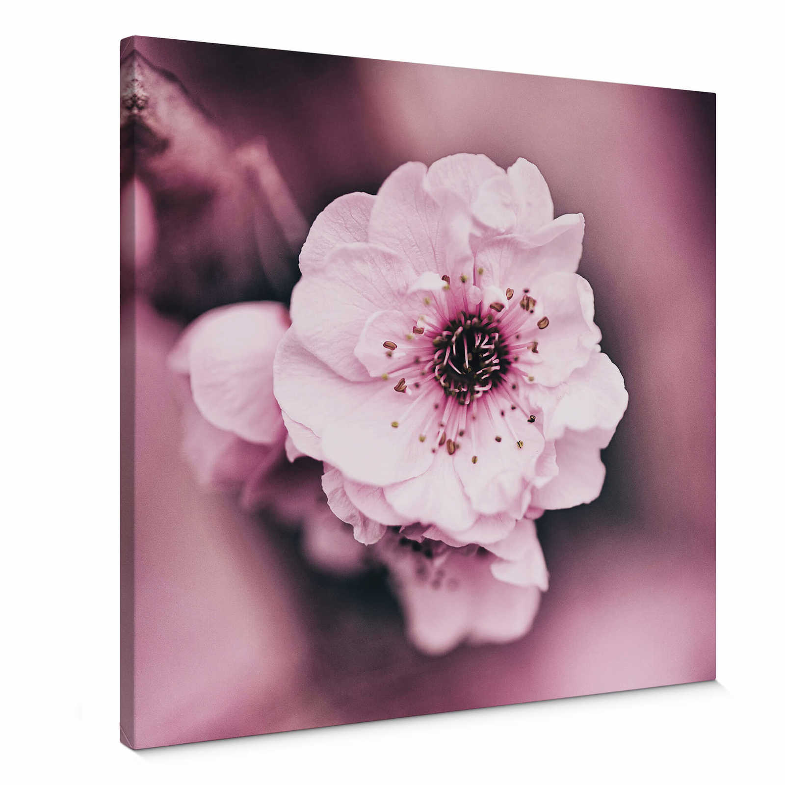         Flowers canvas print pink blossoms detail view
    