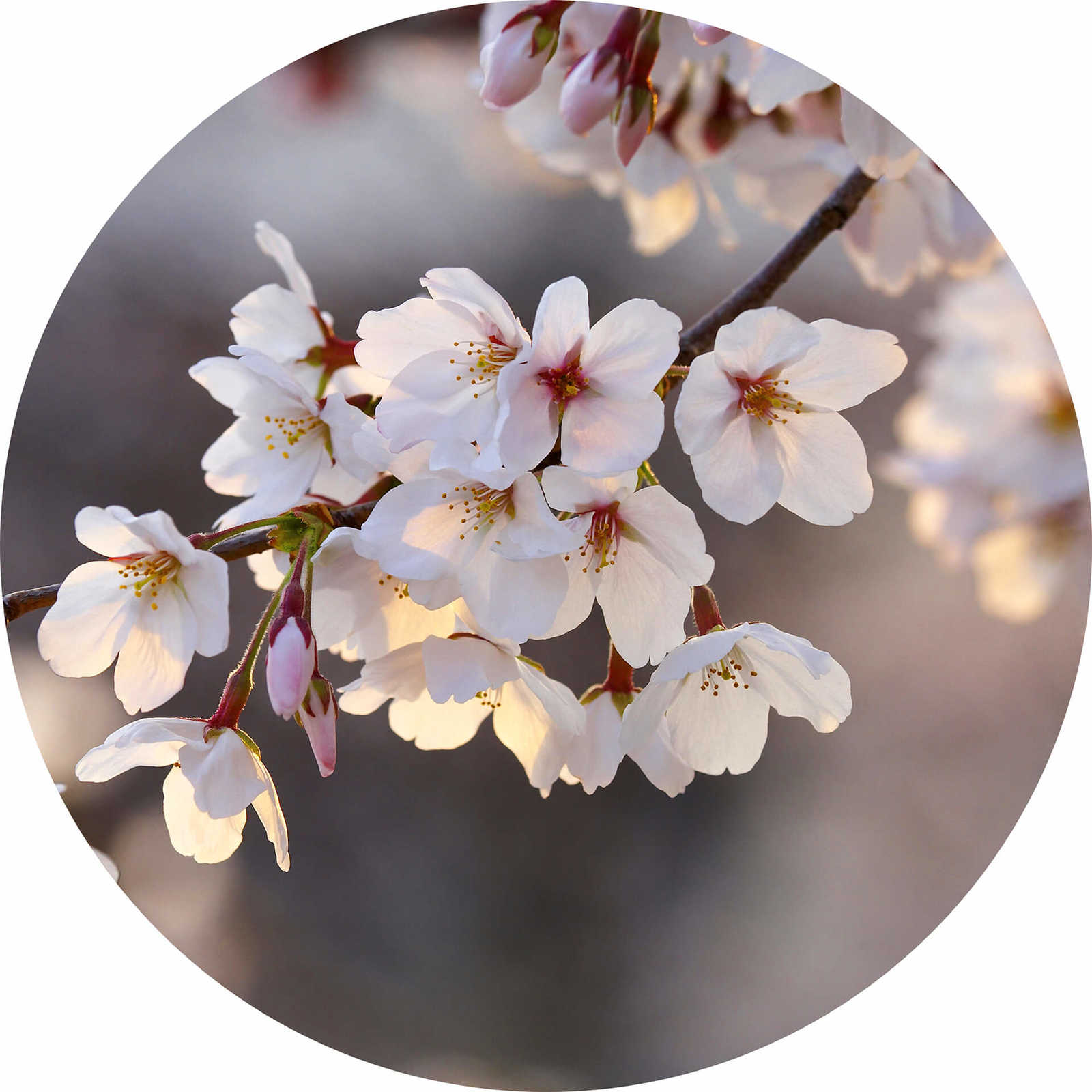         Round photo wallpaper cherry blossoms in pink & white
    