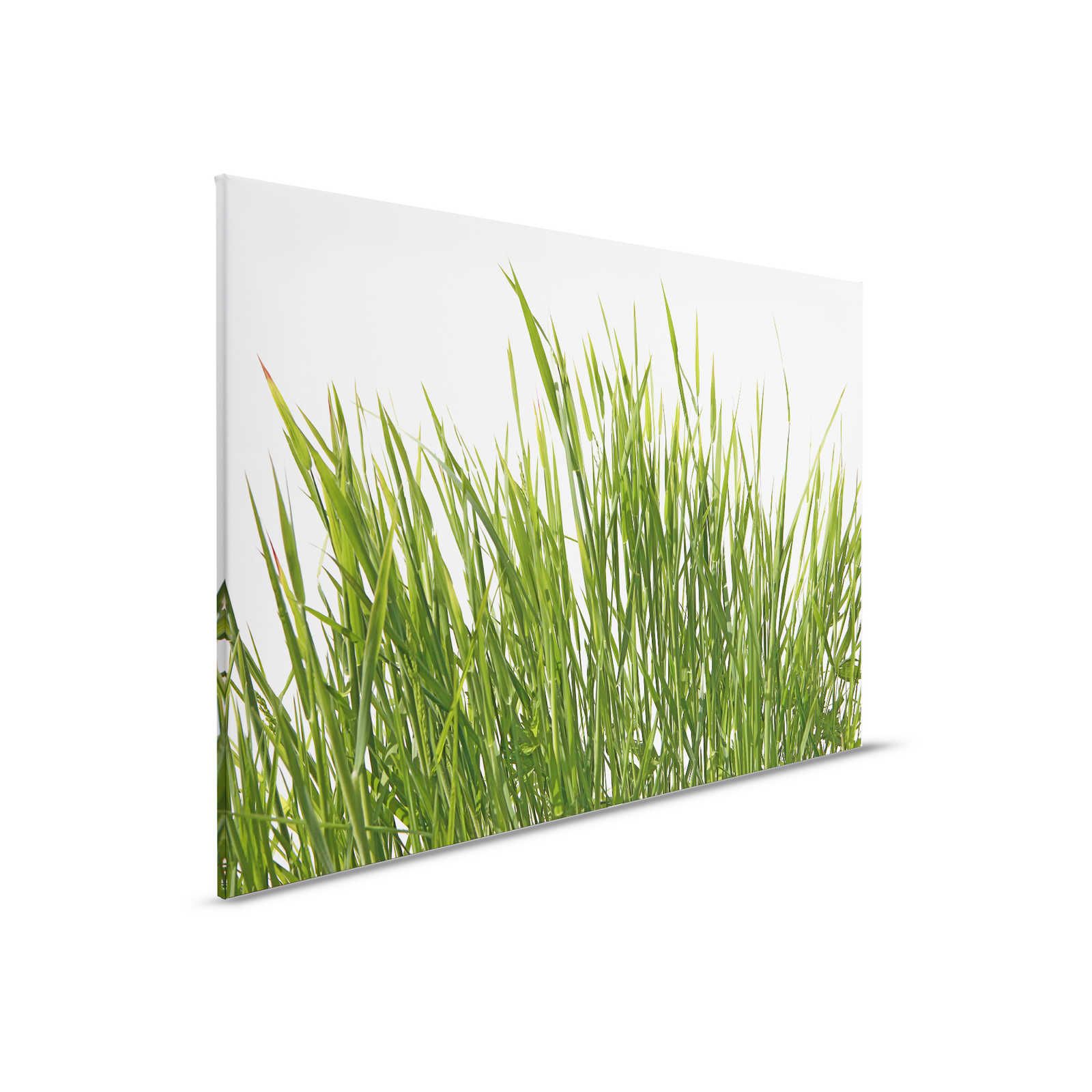         Canvas painting Grasses detail with white background - 0,90 m x 0,60 m
    
