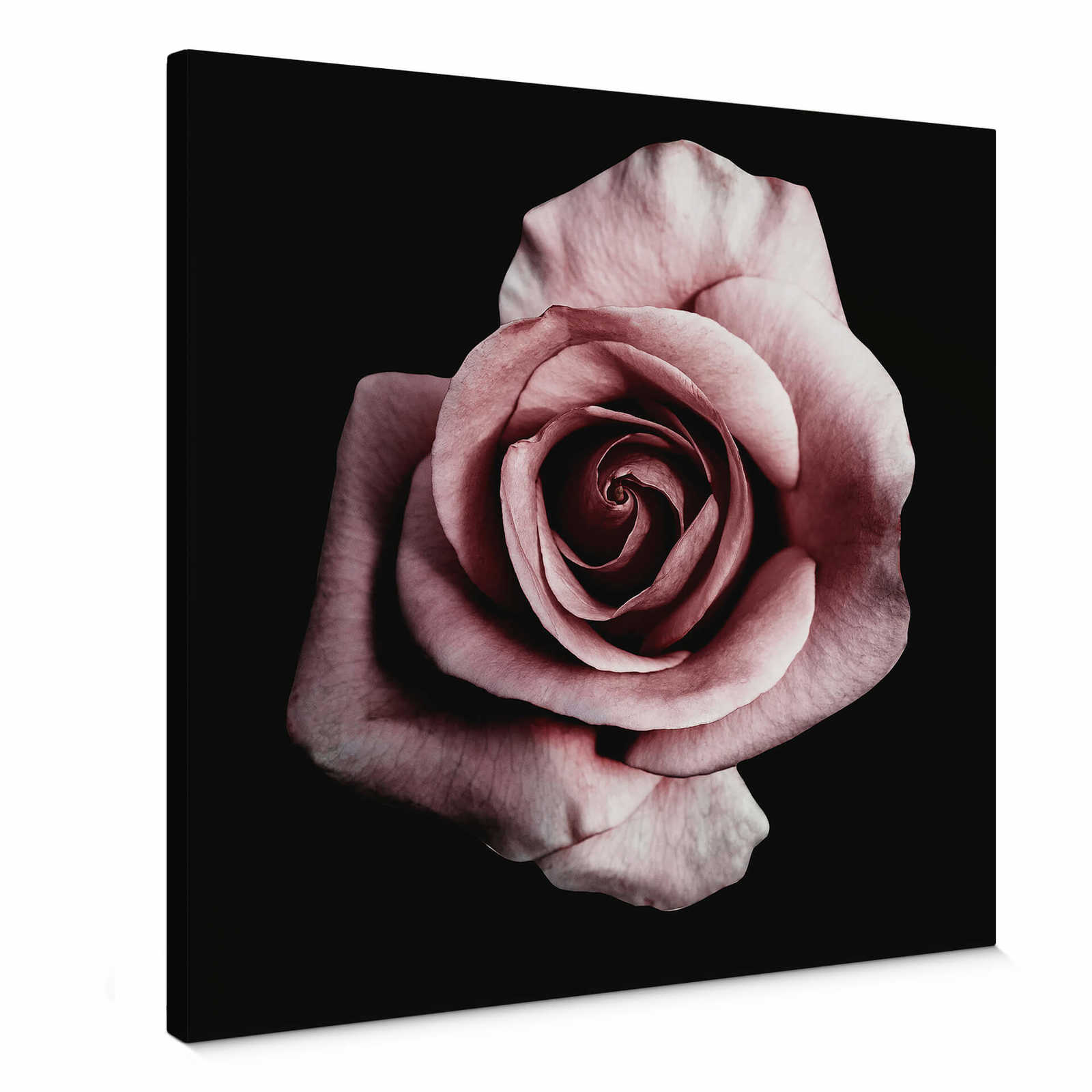         Canvas print rose blossom romantic flower motif – pink
    