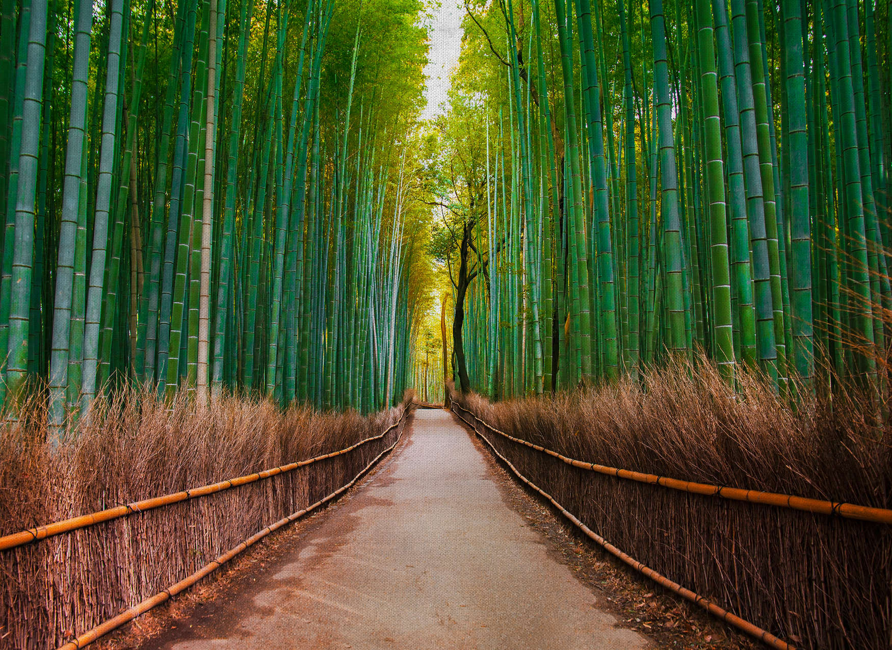             Carta da parati naturale con sentiero di bambù - verde, marrone
        