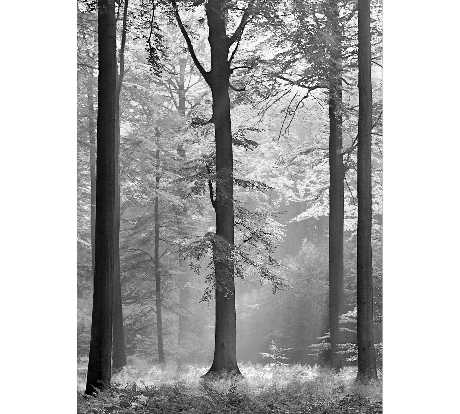         Black and white photo wallpaper leaf forest, portrait format
    