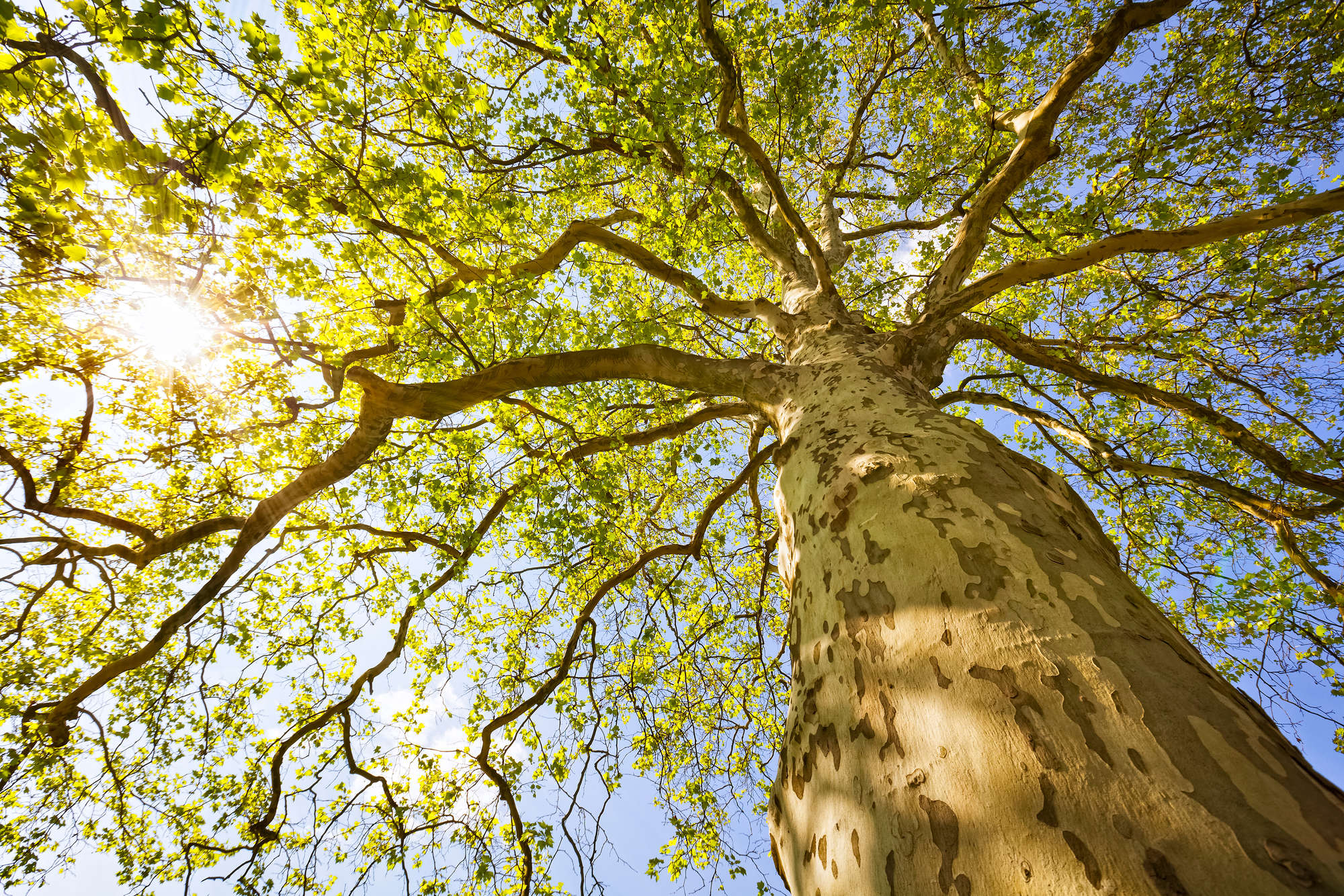             Natuurbehang boomkruinen motief op parelmoer glad vlies
        