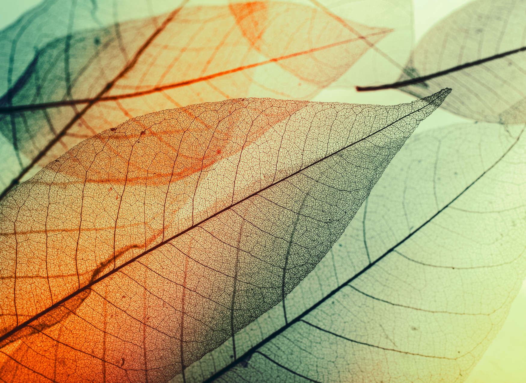             Papier peint à motif de feuilles - vert, orange, noir
        