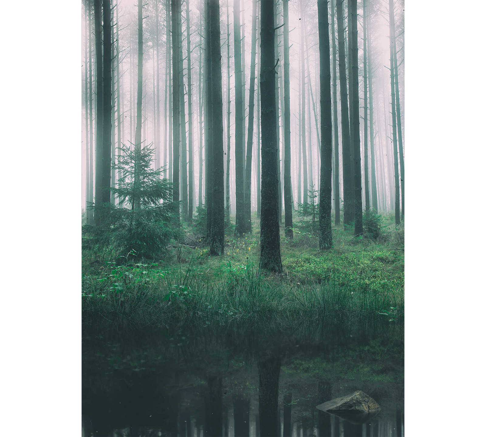         Photo wallpaper forest with stream
    