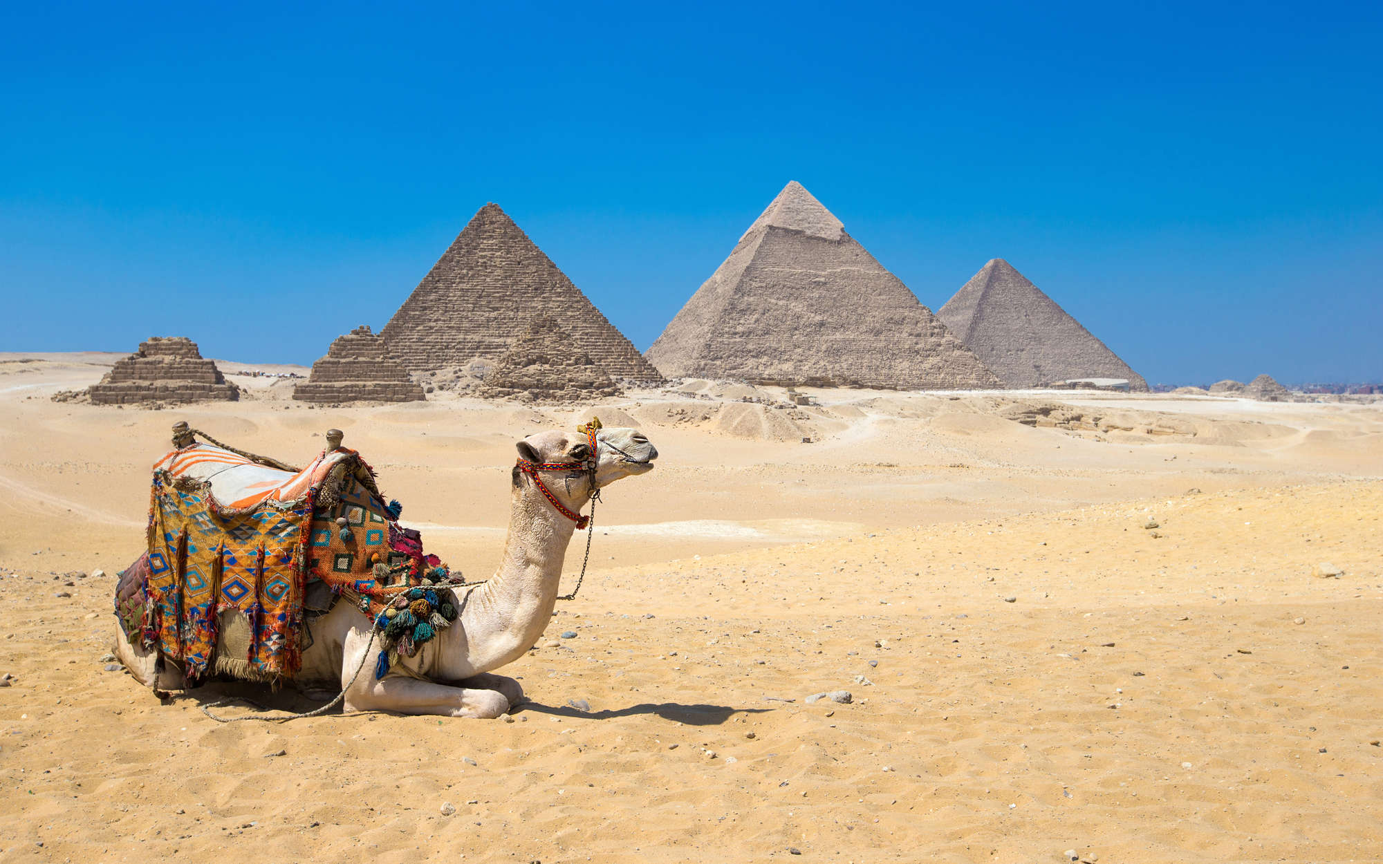             Photo wallpaper Pyramids of Giza with camel - mother-of-pearl smooth fleece
        