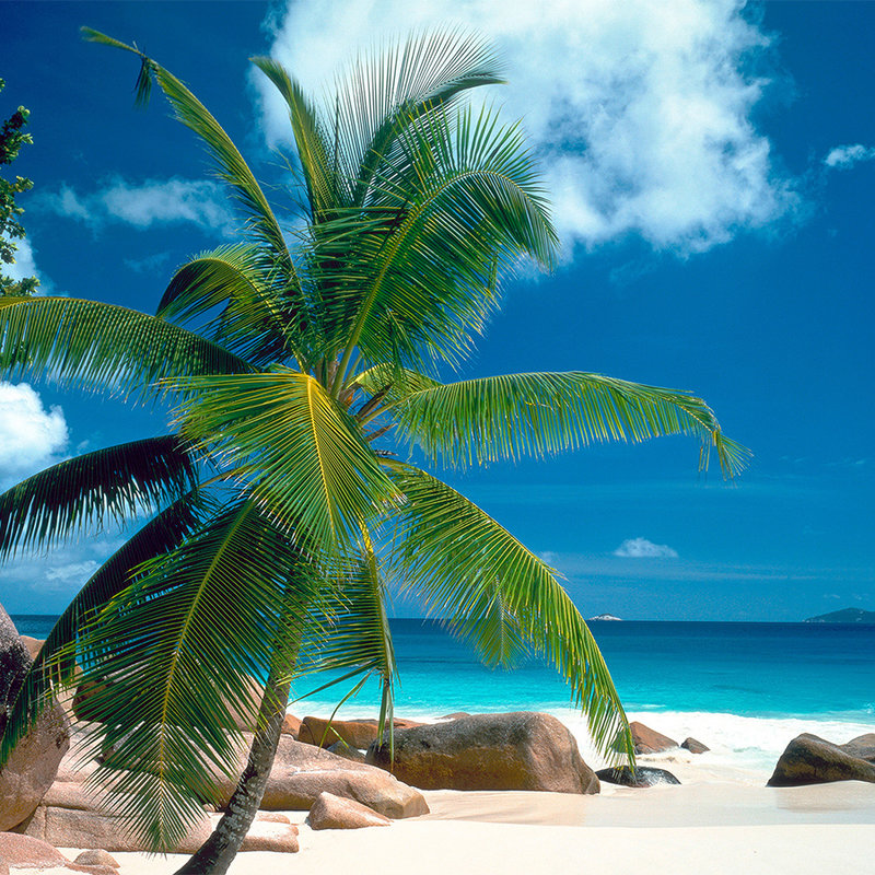 Strand met palmboom behang - structuurvlies
