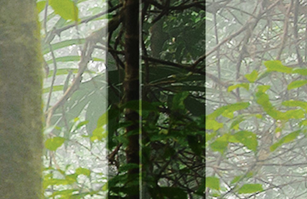             Rainforest 1 - Papier peint fenêtre loft avec vue sur la jungle - vert, noir | Intissé lisse mat
        