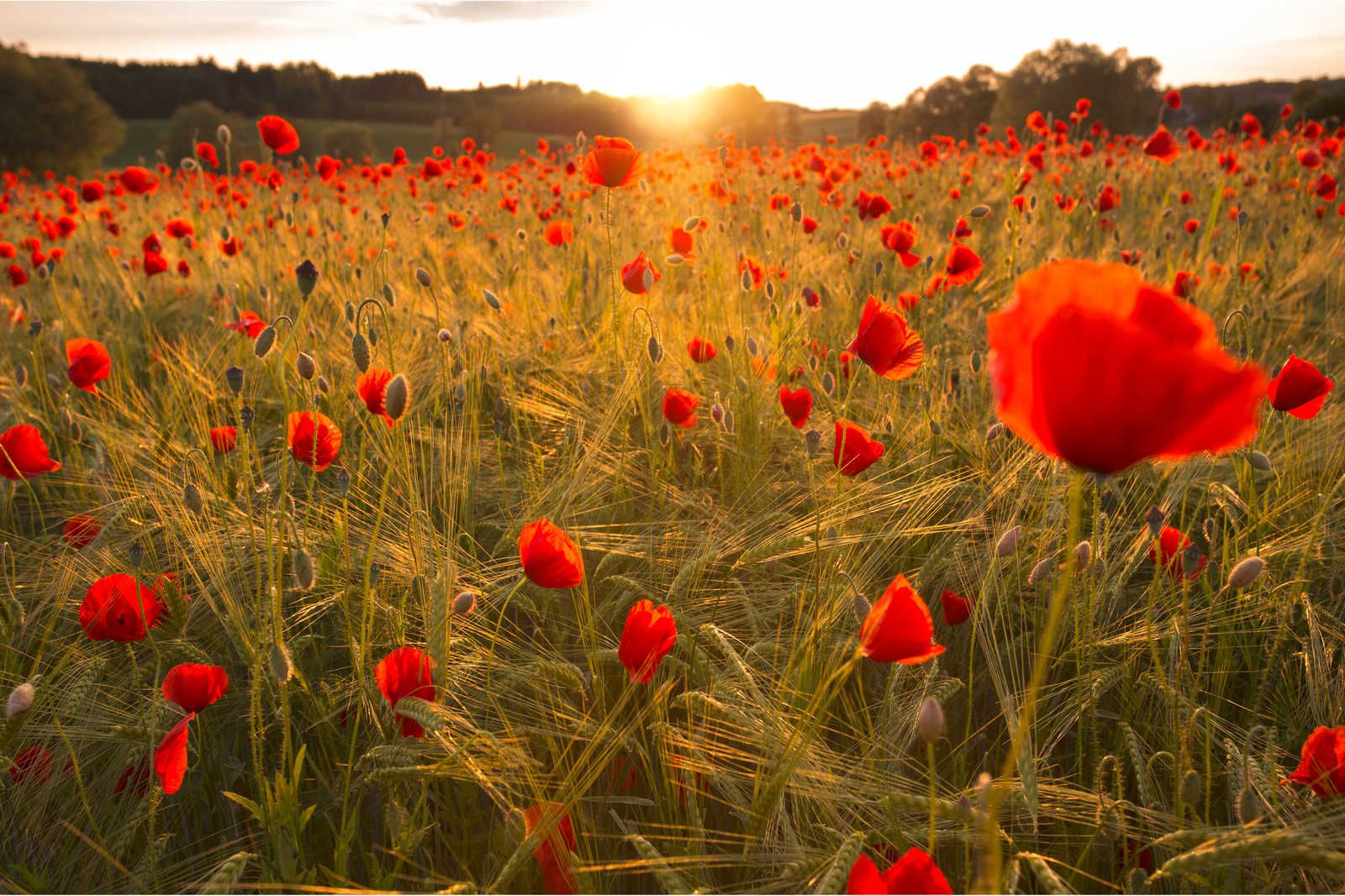             Poppy Meadow Canvas Painting at Sunrise - 1.20 m x 0.80 m
        