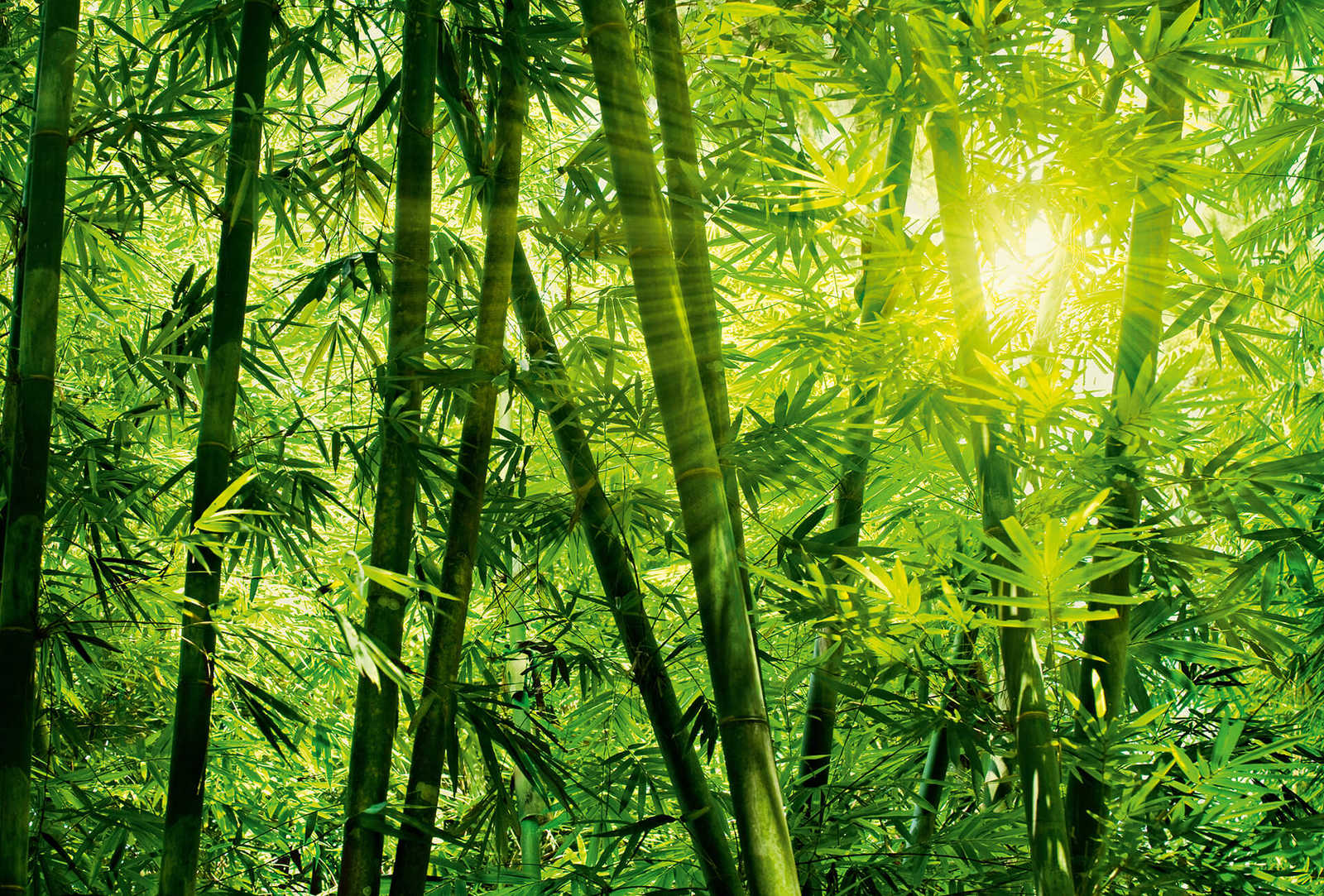         Bamboo forest in sunlight mural
    