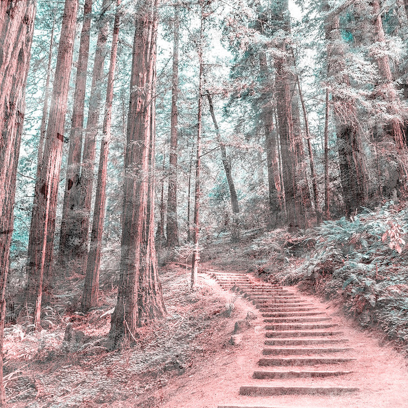 Escaleras de madera por el bosque - Marrón, verde, blanco
