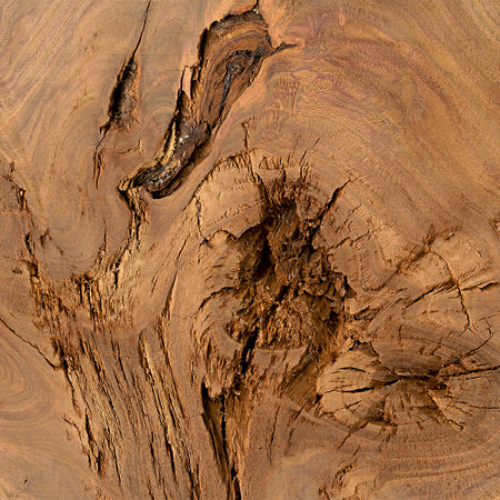         Detail of a tree trunk - oak tree
    