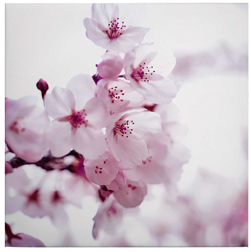             Square canvas print white cherry blossom – pink, white
        