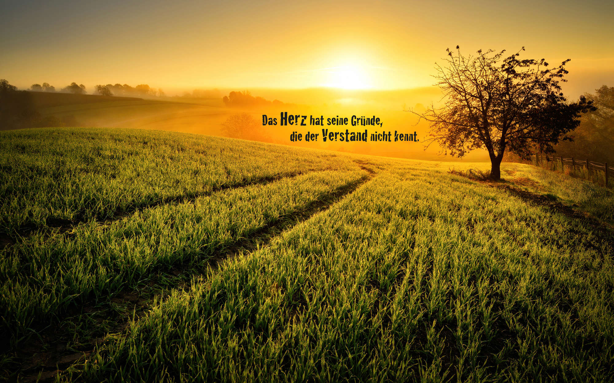             Photo wallpaper Field in the morning with lettering - Matt smooth non-woven
        