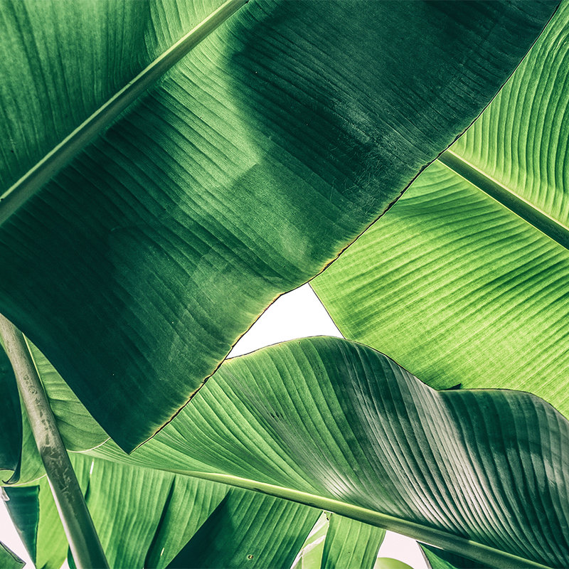         Tropical leaves detail image motif - Green
    
