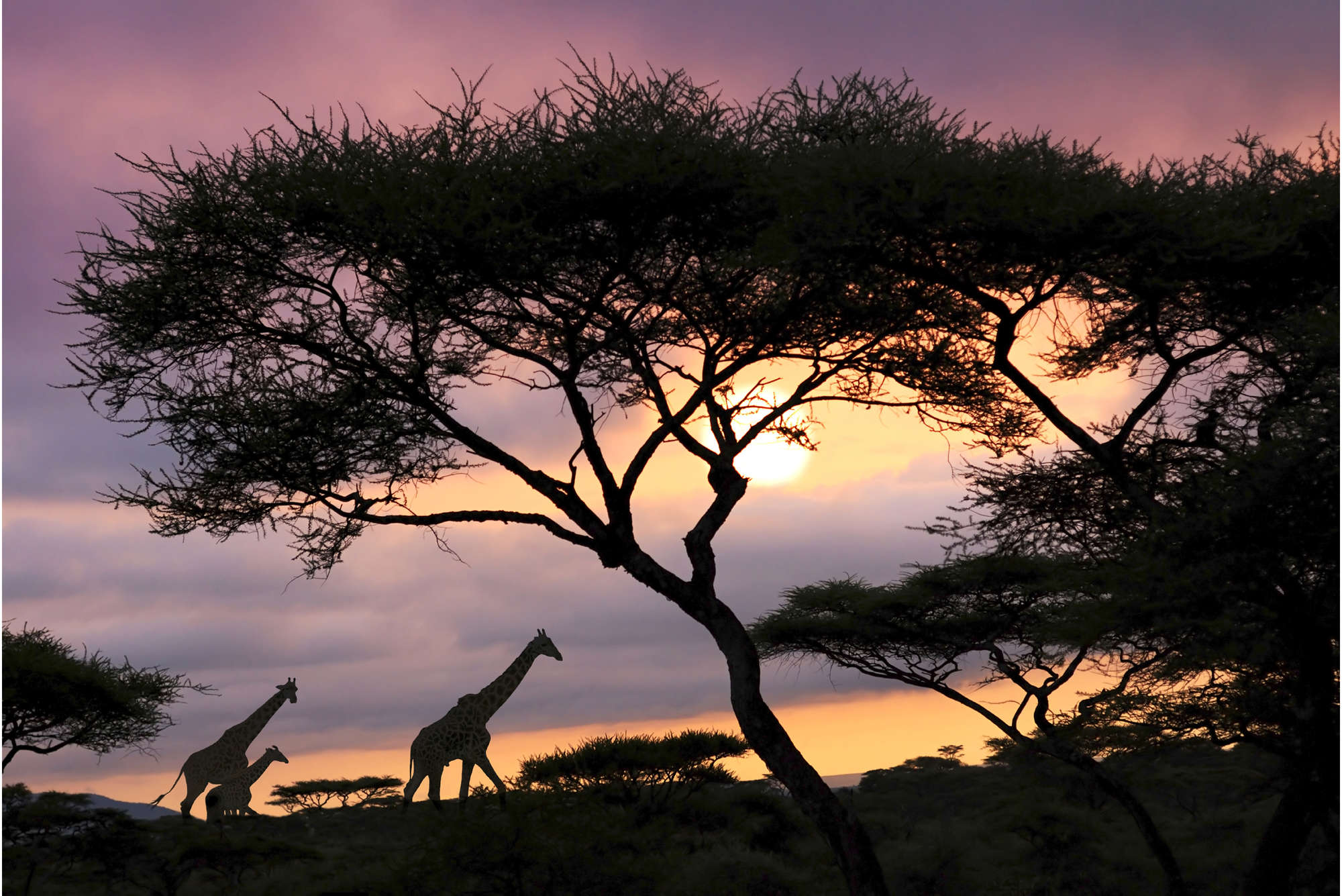             Fotomural Savannah con jirafas - tejido no tejido liso de alta calidad
        