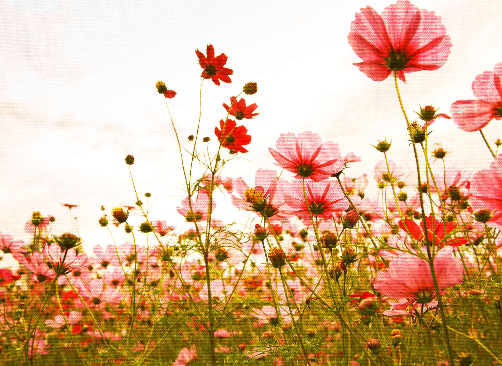             Bloemenweide in de lente - roze, groen, wit
        