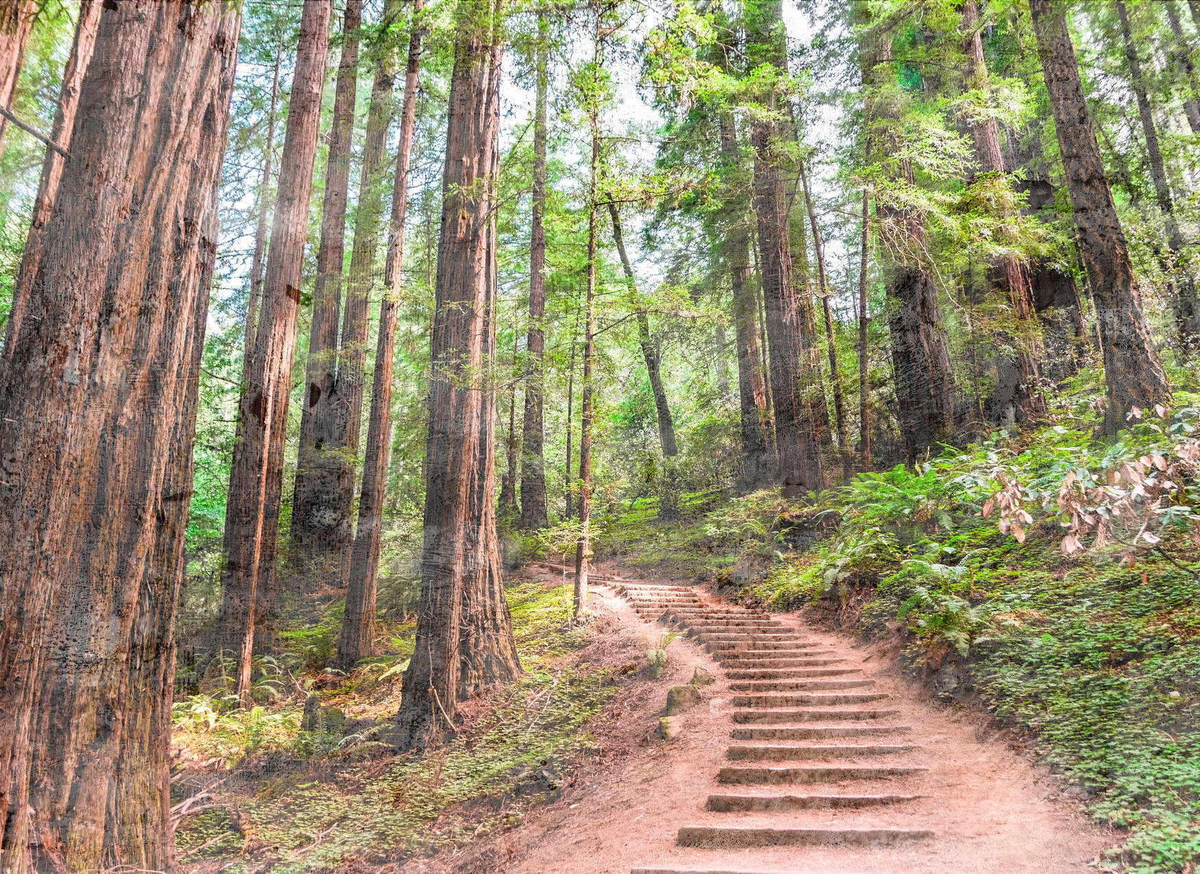             Escaleras de madera por el bosque - Marrón, verde, azul
        