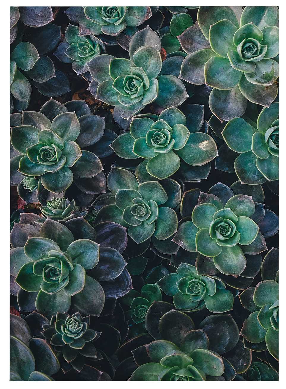             Canvas print succulents in nature – green
        