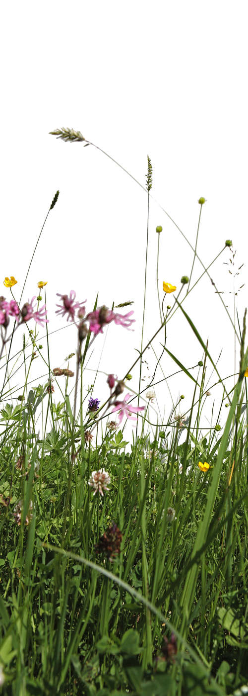             Papier peint nature Prairie fleurie sur intissé nacré lisse
        